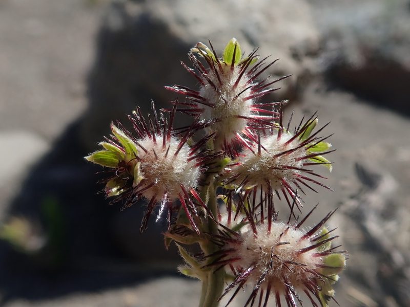 Acaena alpina, photographed by Nolan Exe
