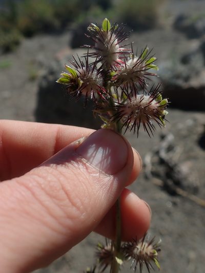 Acaena alpina, photographed by Nolan Exe