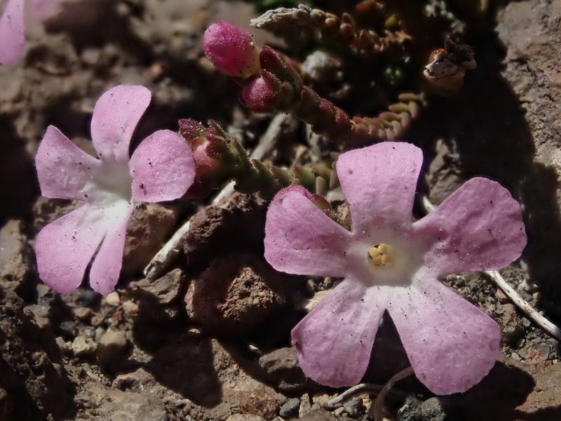 Ourisia microphylla, photographed by Nolan Exe