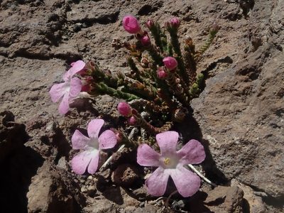 Ourisia microphylla, photographed by Nolan Exe