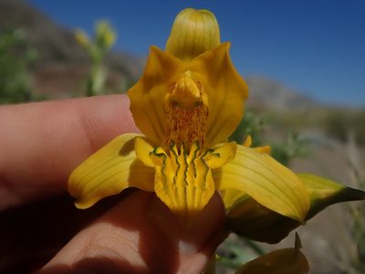 Chloraea alpina, photographed by Nolan Exe