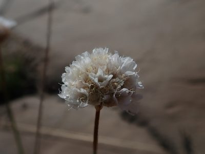 Armeria curvifolia, photographed by Nolan Exe