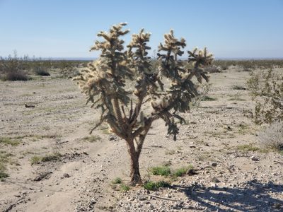Cylindropuntia munzii, photographed by Bob Miller