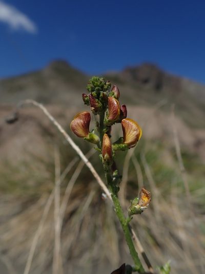 Adesmia emarginata, photographed by Nolan Exe