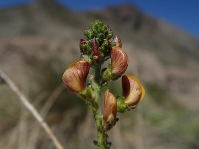 Adesmia emarginata