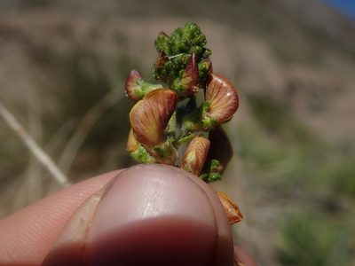 Adesmia emarginata, photographed by Nolan Exe