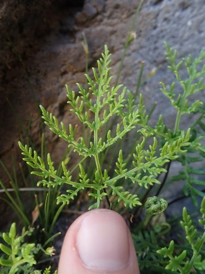 Quechuapteris glauca, photographed by Nolan Exe