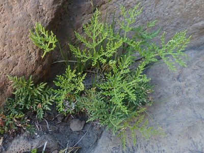 Quechuapteris glauca, photographed by Nolan Exe