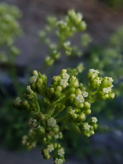 Valeriana carnosa, photographed by Nolan Exe