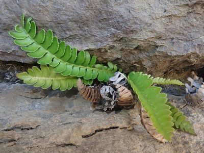 Austroblechnum microphyllum, photographed by Nolan Exe
