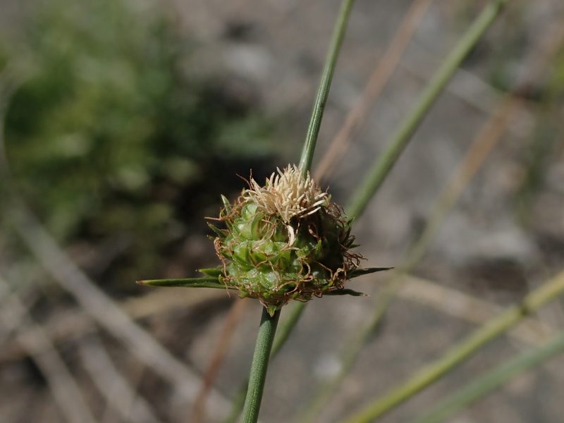 Carex andina, photographed by Nolan Exe