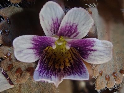Viola congesta, photographed by Nolan Exe