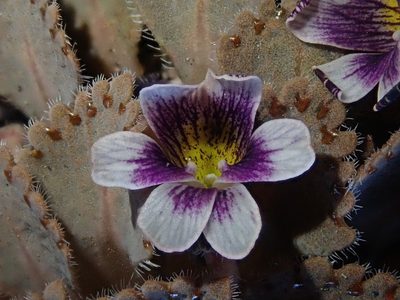 Viola congesta, photographed by Nolan Exe