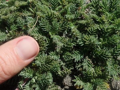 Acaena leptacantha, photographed by Nolan Exe