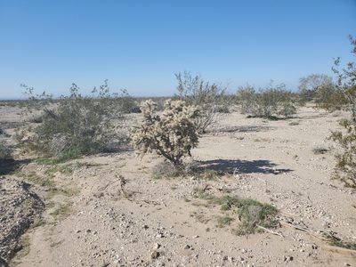 Cylindropuntia munzii, photographed by Bob Miller