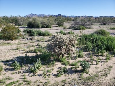 Cylindropuntia munzii, photographed by Bob Miller