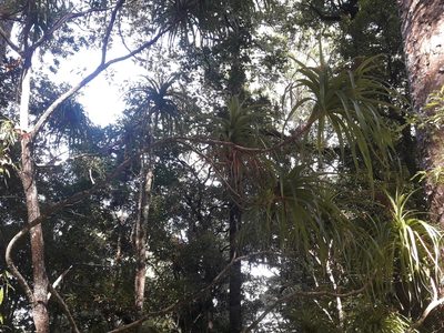 Dracophyllum latifolium, photographed by naturewatchwidow