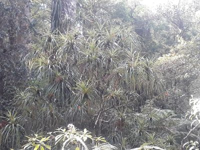 Dracophyllum latifolium, photographed by Leon Perrie