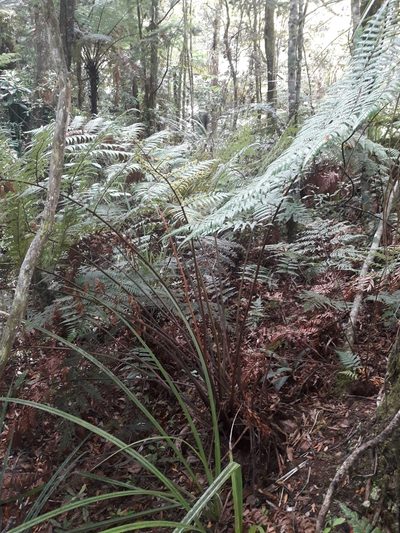 Dicksonia lanata, photographed by naturewatchwidow