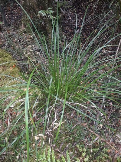 Carex lessoniana, photographed by Leon Perrie