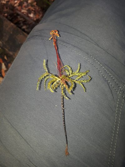 Hypnodendron marginatum, photographed by Leon Perrie