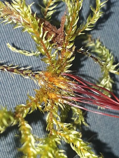 Hypnodendron marginatum, photographed by Leon Perrie