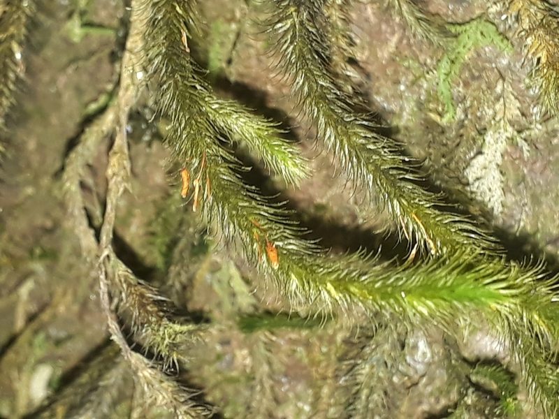 Cyrtopus setosus, photographed by Leon Perrie