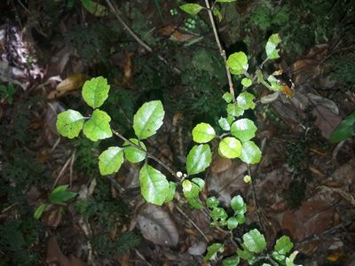 Alseuosmia banksii, photographed by Leon Perrie