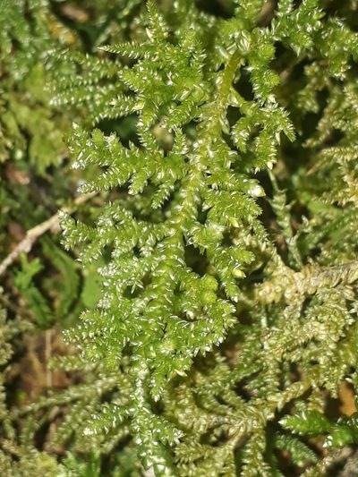 Camptochaete arbuscula, photographed by Leon Perrie