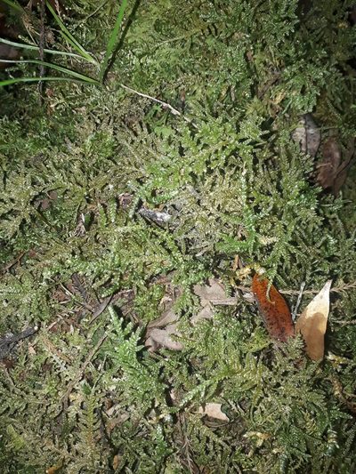 Camptochaete arbuscula, photographed by Leon Perrie