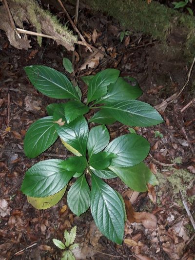 Lobelia physaloides, photographed by naturewatchwidow