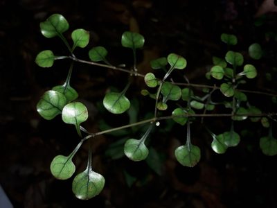 Coprosma spathulata, photographed by naturewatchwidow