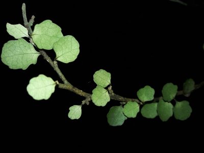 Melicytus micranthus, photographed by naturewatchwidow
