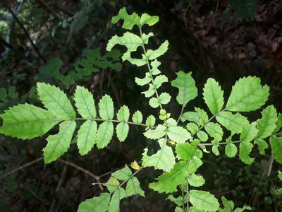 Ackama rosifolia, photographed by Leon Perrie