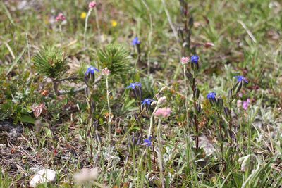 Gentiana utriculosa, photographed by Christoph Moning