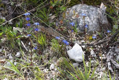 Gentiana utriculosa, photographed by Christoph Moning