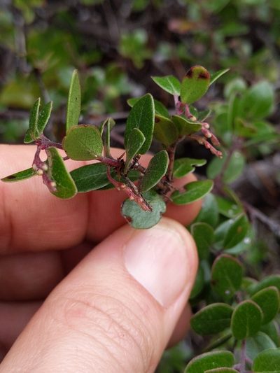 Arctostaphylos nummularia, photographed by Ken-ichi Ueda