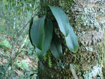 Notylia barkeri, photographed by Alexis López Hernández