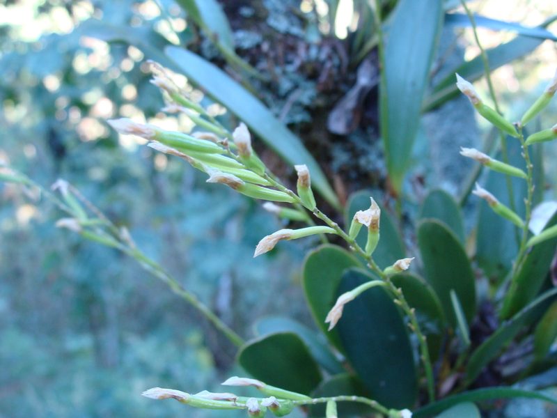 Stelis deregularis, photographed by Alexis López Hernández