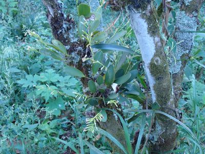 Stelis deregularis, photographed by Alexis López Hernández