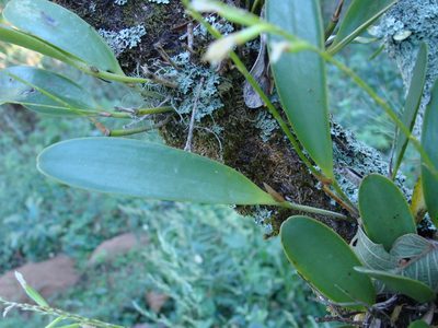 Stelis deregularis, photographed by Alexis López Hernández
