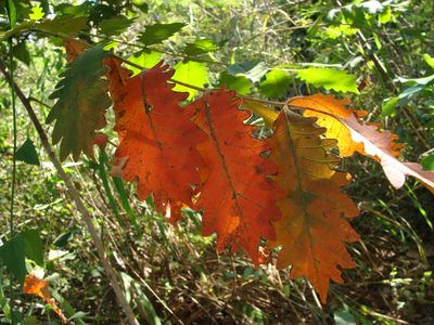 Comocladia macrophylla, photographed by Alexis López Hernández
