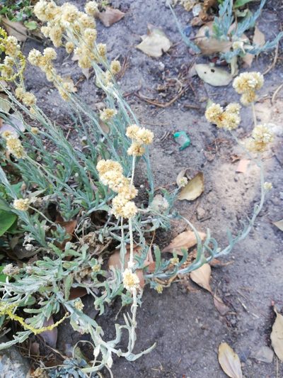 Pseudognaphalium undulatum, photographed by Nadine Van Zyl