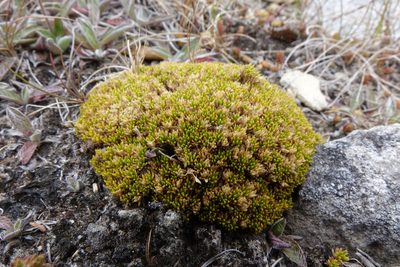 Colobanthus brevisepalus, photographed by John Barkla