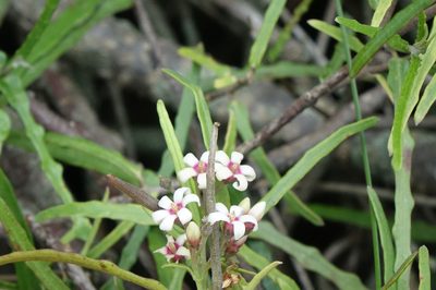 Parsonsia capsularis, photographed by John Barkla