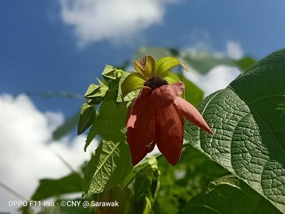 Abroma augustum, photographed by Ong Jyh Seng