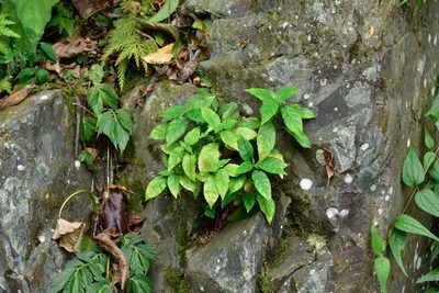 Dicliptera japonica, photographed by 國立臺灣博物館