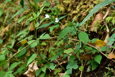 Dicliptera japonica, photographed by 國立臺灣博物館