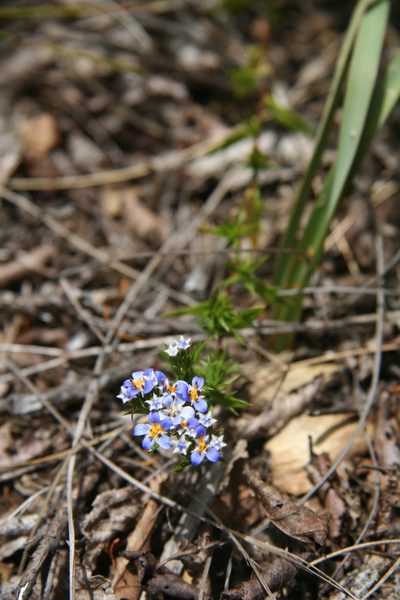 Triptilion spinosum, photographed by Heidi Meudt