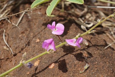 Tephrosia lupinifolia, photographed by Andrew Hankey